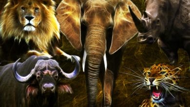 أخطر وأقوى الحيوانات في العالم