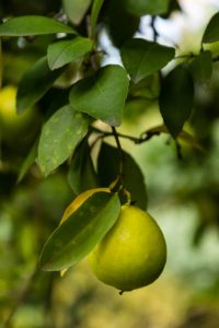 فوائد البوملي الصحية