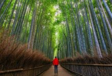 أجمل غابات العالم