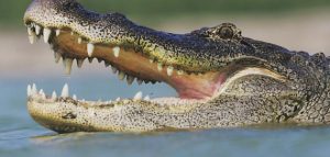 اقوى الحيوانات في العالم