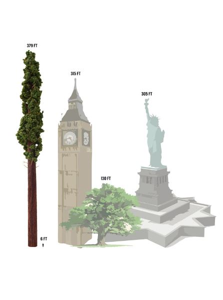 اطول شجرة في العالم