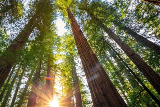 اطول شجرة في العالم