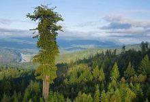 اطول شجرة في العالم