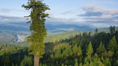 اطول شجرة في العالم