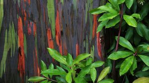 أغرب مناطق الجذب الطبيعية في العالم