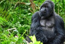 اقوى الحيوانات في العالم