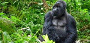 اقوى الحيوانات في العالم