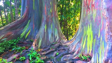أغرب مناطق الجذب الطبيعية في العالم