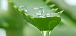 فوائد_زيت_الصبار_للجلد