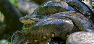 اقوى الحيوانات في العالم