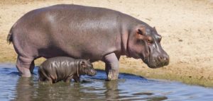 اقوى الحيوانات في العالم