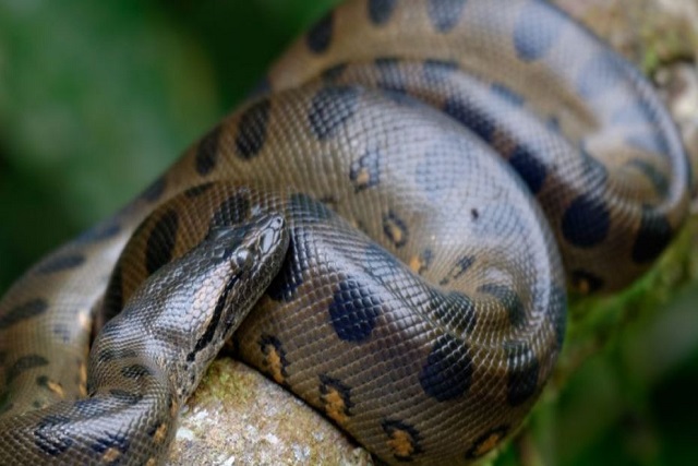 هل الأناكوندا سامة