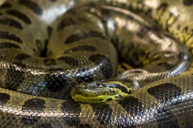 هل الأناكوندا سامة