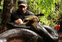 هل الأناكوندا سامة