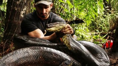 هل الأناكوندا سامة