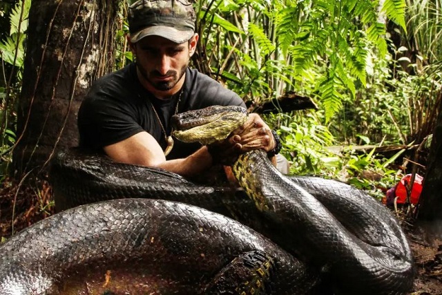 هل الأناكوندا سامة