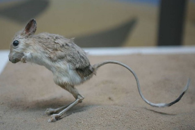 هل الجربوع فأر