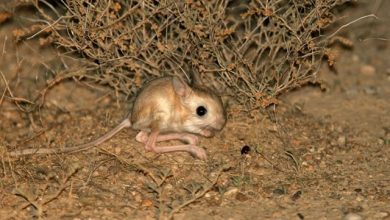 هل الجربوع فأر