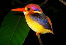 أجمل الحيوانات على هذا الكوكب