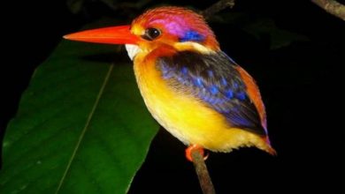 أجمل الحيوانات على هذا الكوكب