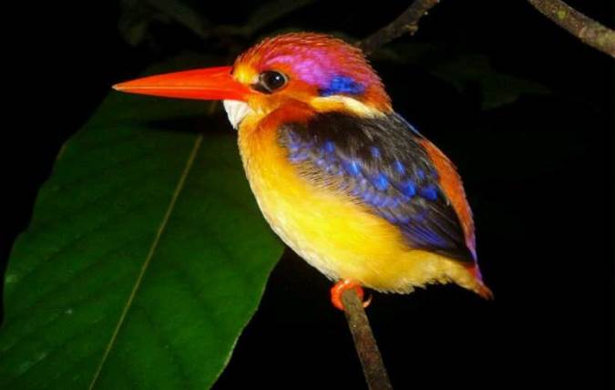 أجمل الحيوانات على هذا الكوكب