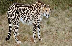 حيوانات غريبة لا تعرفها