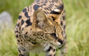 حيوانات غريبة لا تعرفها