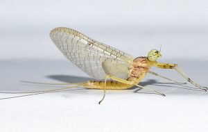 حيوانات غريبة لا تعرفها