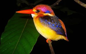 أجمل الحيوانات على هذا الكوكب