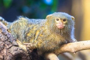 التعرف على أصغر الثدييات في العالم