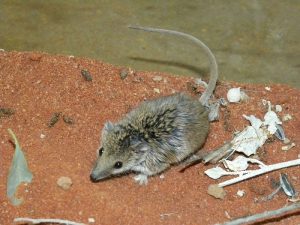 التعرف على أصغر الثدييات في العالم