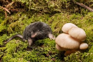 التعرف على أصغر الثدييات في العالم