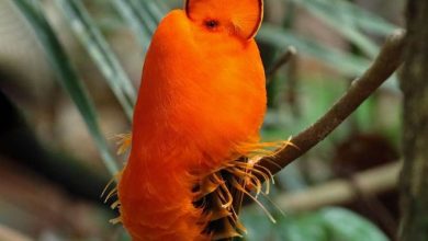 طيور غريبة تشبه الفضائيين