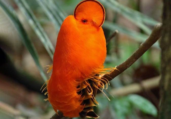 طيور غريبة تشبه الفضائيين