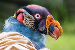 طيور غريبة تشبه الفضائيين