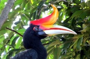 طيور غريبة تشبه الفضائيين