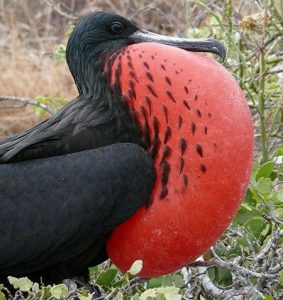 طيور غريبة تشبه الفضائيين