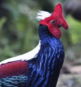 طيور غريبة تشبه الفضائيين