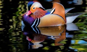 طيور غريبة تشبه الفضائيين