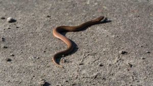 12 طريقة للهروب من 12 حيوان خطير