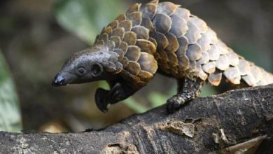 حيوانات غريبة لا تعرفها