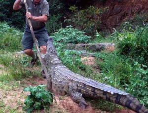 12 طريقة للهروب من 12 حيوان خطير