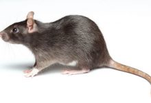 حقائق مثيرة للاهتمام حول الفئران