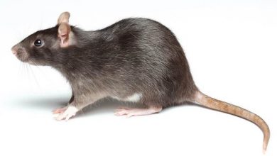 حقائق مثيرة للاهتمام حول الفئران