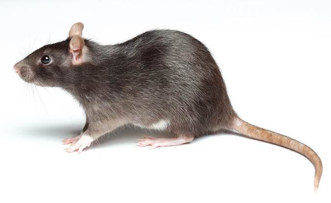 حقائق مثيرة للاهتمام حول الفئران