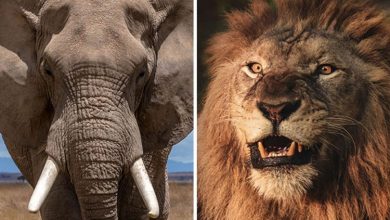 ما الحيوانات التي تقتل الأسود ؟!