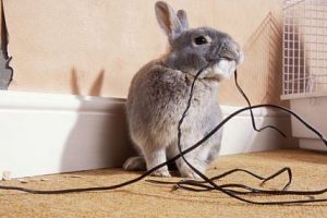 7 حقائق مثيرة للاهتمام وقابلة للقراءة عن الأرانب
