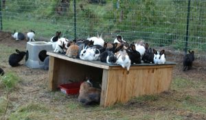 7 حقائق مثيرة للاهتمام وقابلة للقراءة عن الأرانب