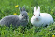 7 حقائق مثيرة للاهتمام وقابلة للقراءة عن الأرانب