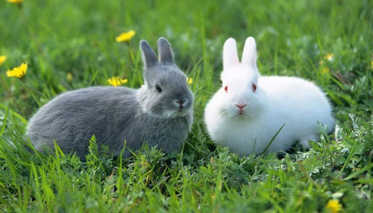 7 حقائق مثيرة للاهتمام وقابلة للقراءة عن الأرانب